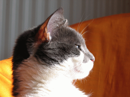 Chat